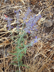 Nepeta curviflora