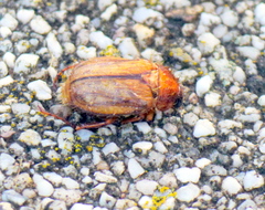 Amphimallon solstitiale