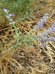 Nepeta curviflora