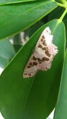 Scopula divisaria