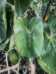 Philodendron ricardoi, photograph Alexandre Magno, CC BY, iNaturalist via GBIF