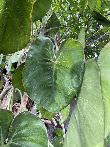 Philodendron ricardoi, photograph 5