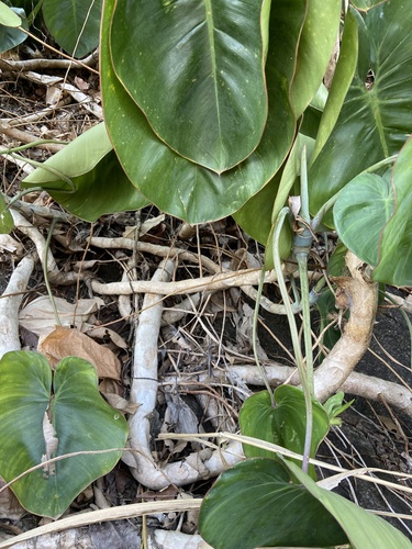 Philodendron ricardoi, photograph 6