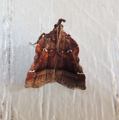 Clydonopteron sacculana