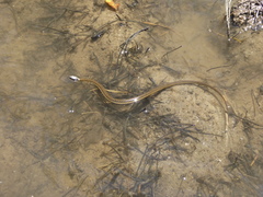 Thamnophis couchii