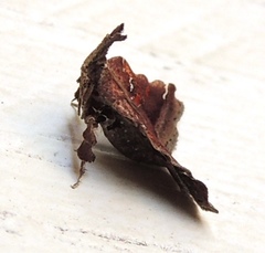 Clydonopteron sacculana