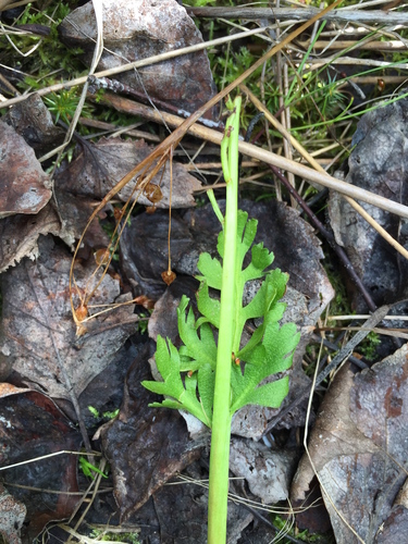 Alaska moonwort (Botrychium alaskense)