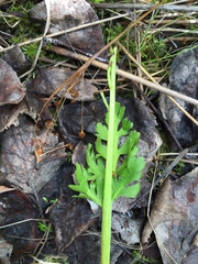 Botrychium alaskense