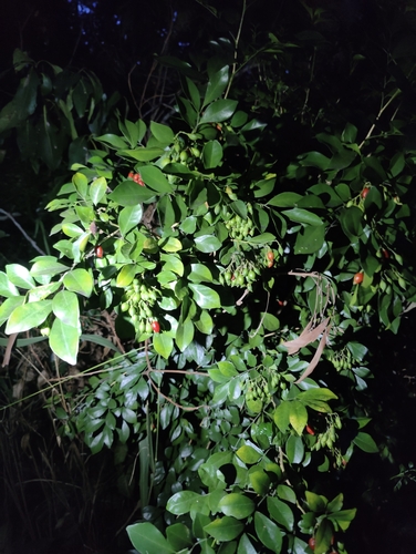 Murraya paniculata