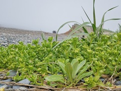 Honckenya peploides major