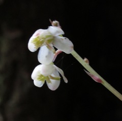 Pyrola aphylla