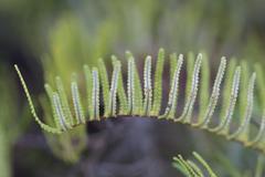 Gleichenia inclusisora