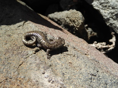 Hydromantes platycephalus