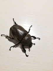 Trypoxylus dichotomus