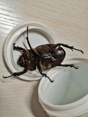 Trypoxylus dichotomus