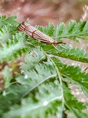 Chrysocrambus linetella