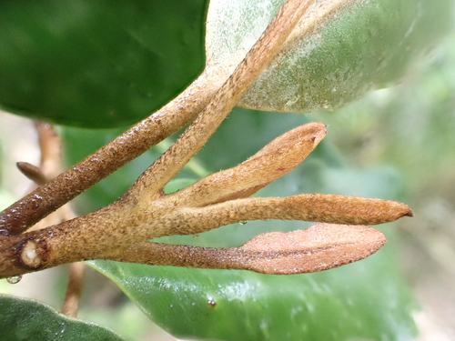 Planchonella sandwicensis observed 2024-09-25