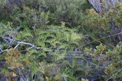 Gleichenia inclusisora