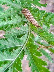 Chrysocrambus linetella