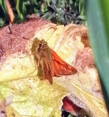 Ochlodes sylvanus