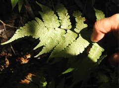 Christella parasitica