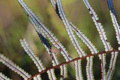 Gleichenia inclusisora