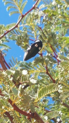 Sternocera orissa orissa