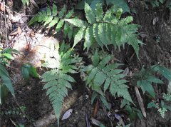 Christella parasitica