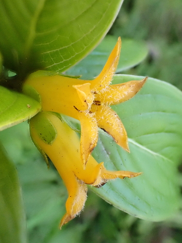 Geniostoma hedyosmifolium