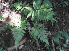 Christella parasitica