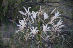 Nerine laticoma