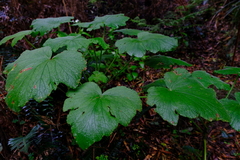 Pelargonium papilionaceum