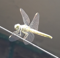 Brachythemis contaminata