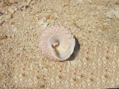 Trochus maculatus