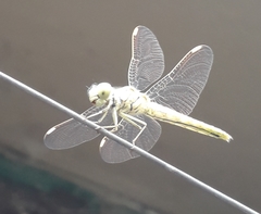 Brachythemis contaminata