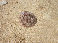 Trochus maculatus