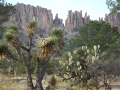 Yucca decipiens