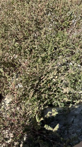 Image of Kummerowia stipulacea by no rights reserved