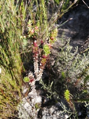 Roella amplexicaulis