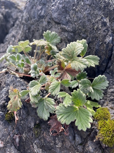 Image of Potentilla villosa by (c) Maddie Edmonds, some rights reserved (CC BY)