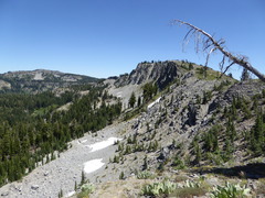 Hydromantes platycephalus