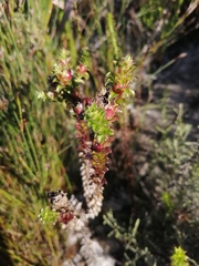 Roella amplexicaulis