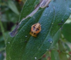 Harmonia axyridis