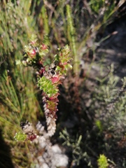 Roella amplexicaulis