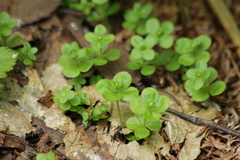 Galium kamtschaticum