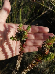 Roella amplexicaulis