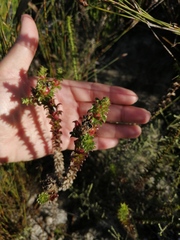 Roella amplexicaulis