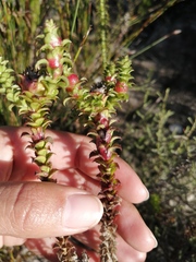 Roella amplexicaulis