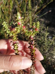Roella amplexicaulis