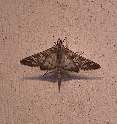 Orange Epipagis Moth photo 6
